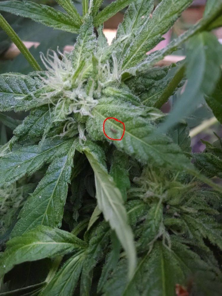 THCFarmer bud