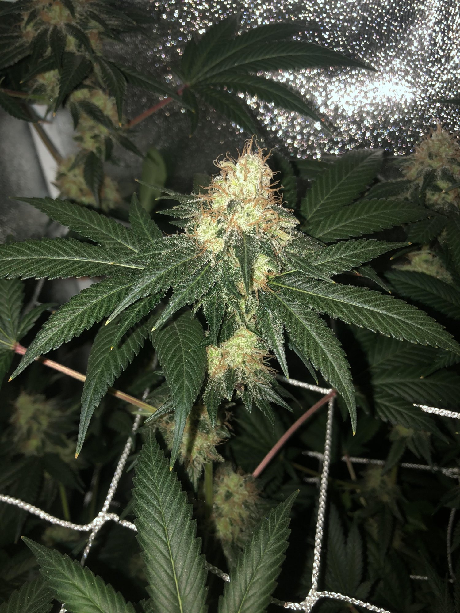 Thcfarmer1
