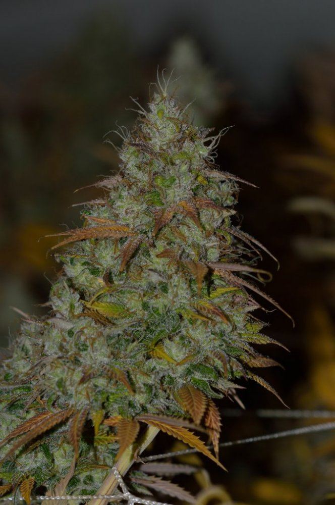 ThcfarmerChem4edit