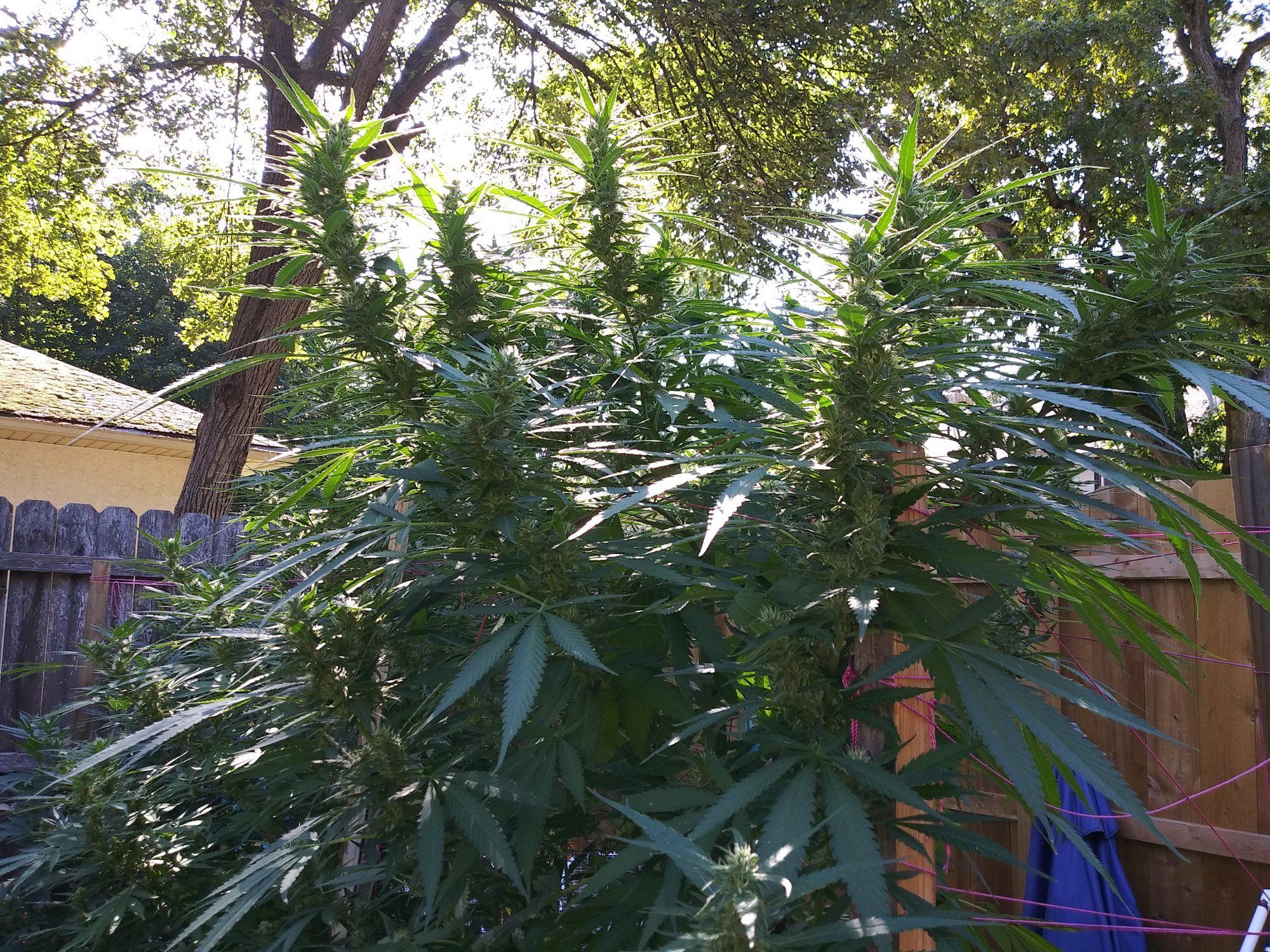 The afghani big bud is not going to disappoint