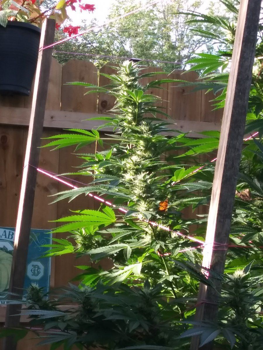 The agent orange is loving the afternoon sun 2