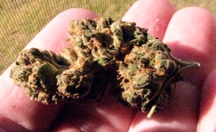 The best weed ever 4