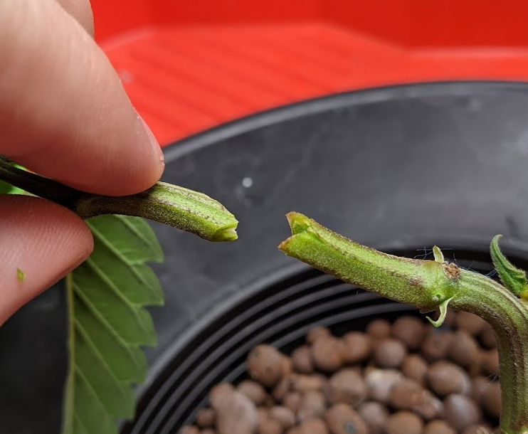 The black thumb strikes again   lets try splicing 3