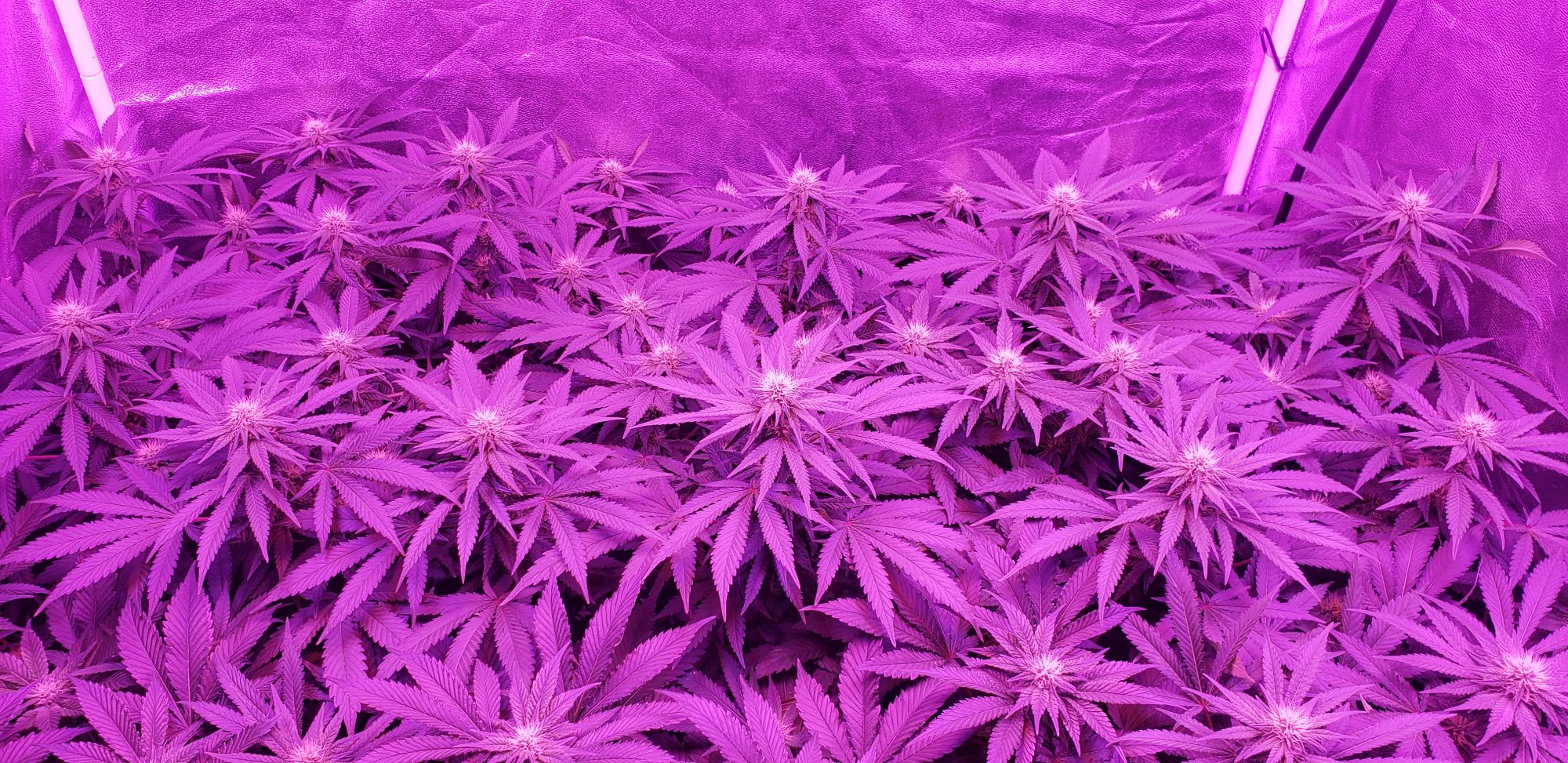 www.thcfarmer.com