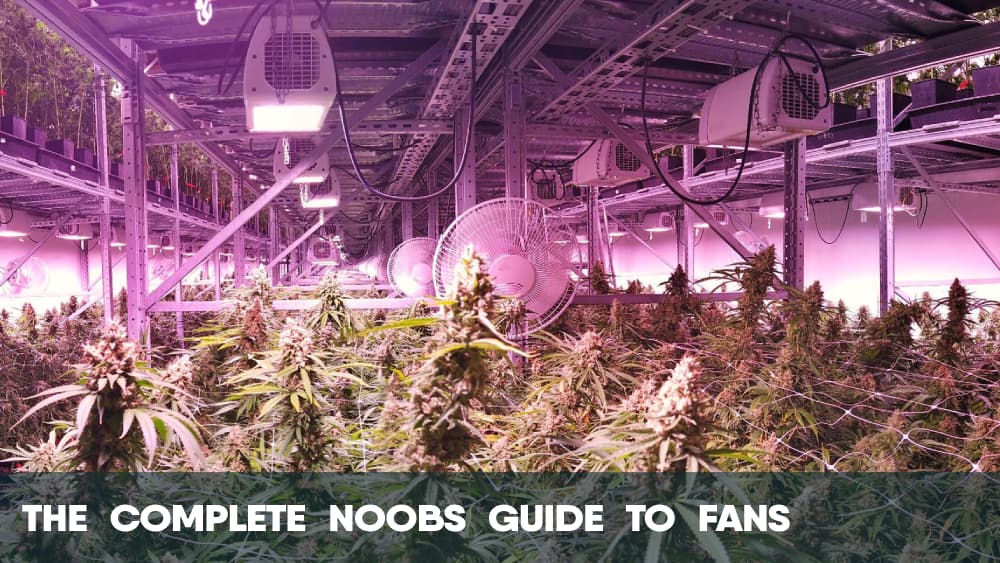 The Complete Noobs Guide to Cannabis Fans