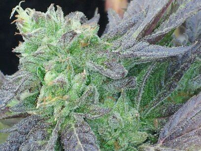 The Cookies 2