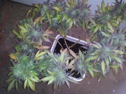The Cookies 3