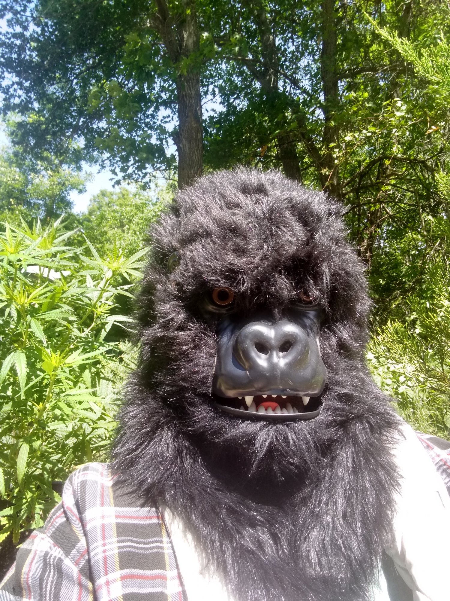 The diary of a gorilla hobbyist