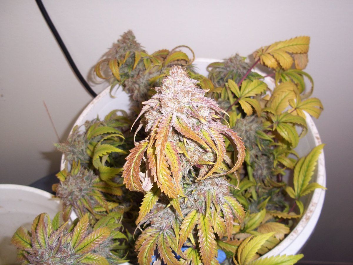 The dope shed 6