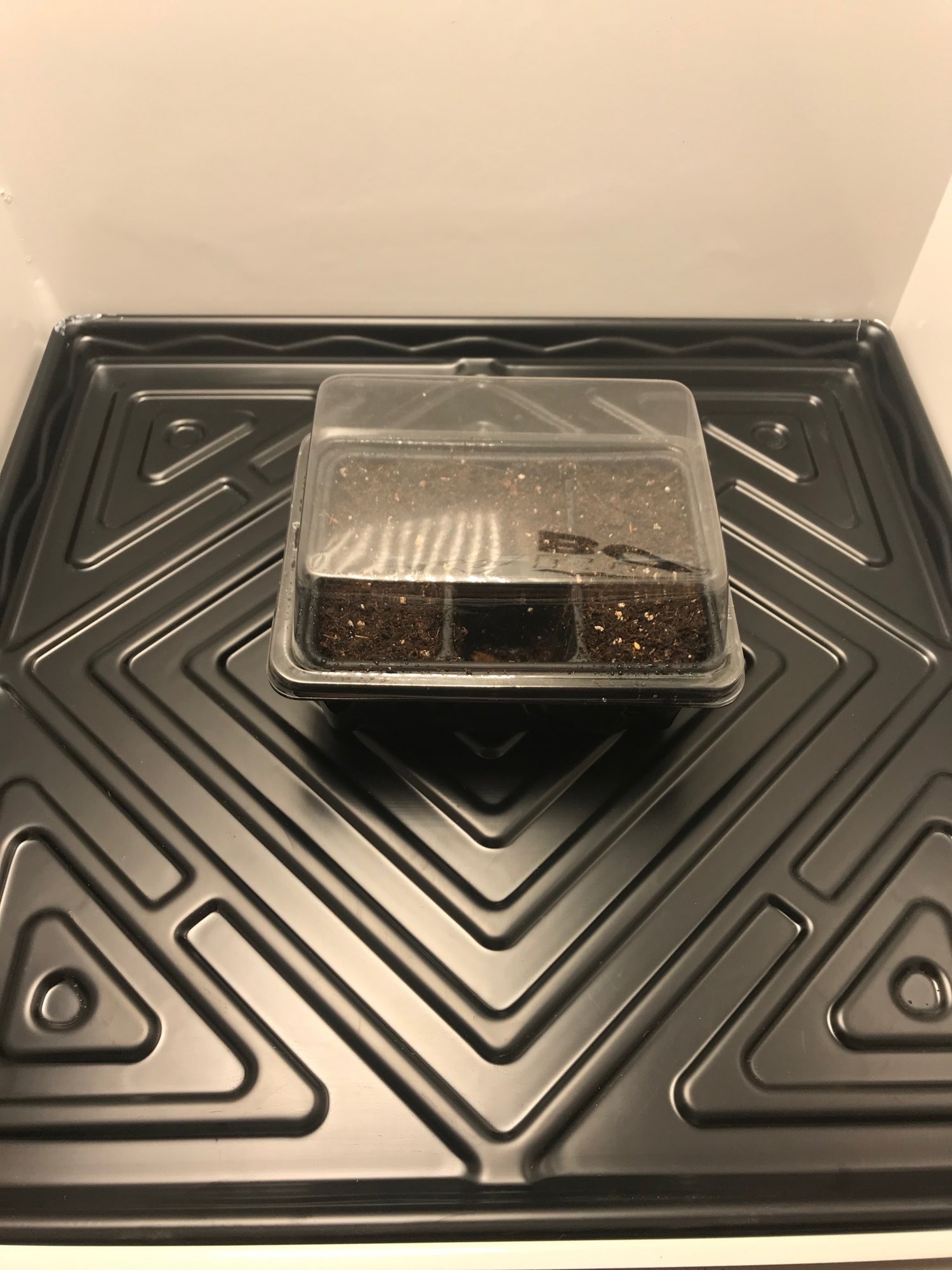 The first grow of ferritus 10
