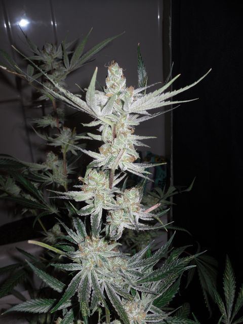 The flav64 days