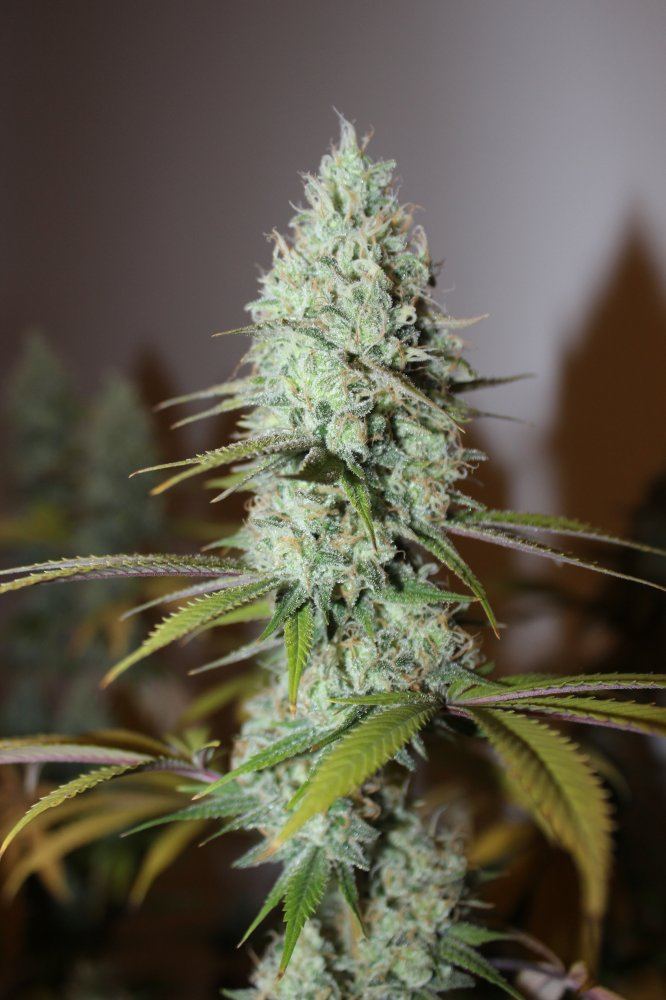 The Fuzz 1 closeup