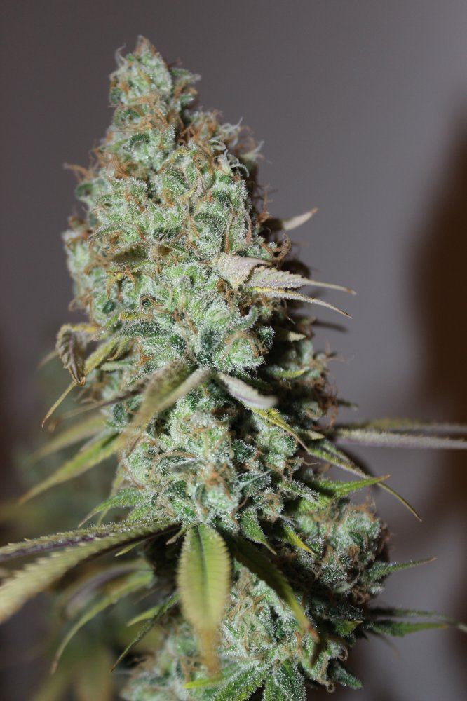 The Fuzz 1 harvest closeup