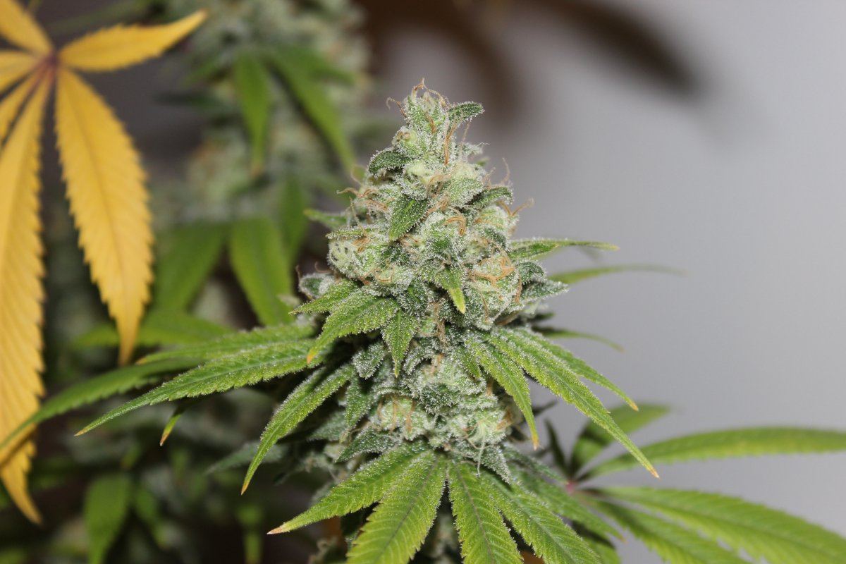 The Fuzz 1 supercloseup
