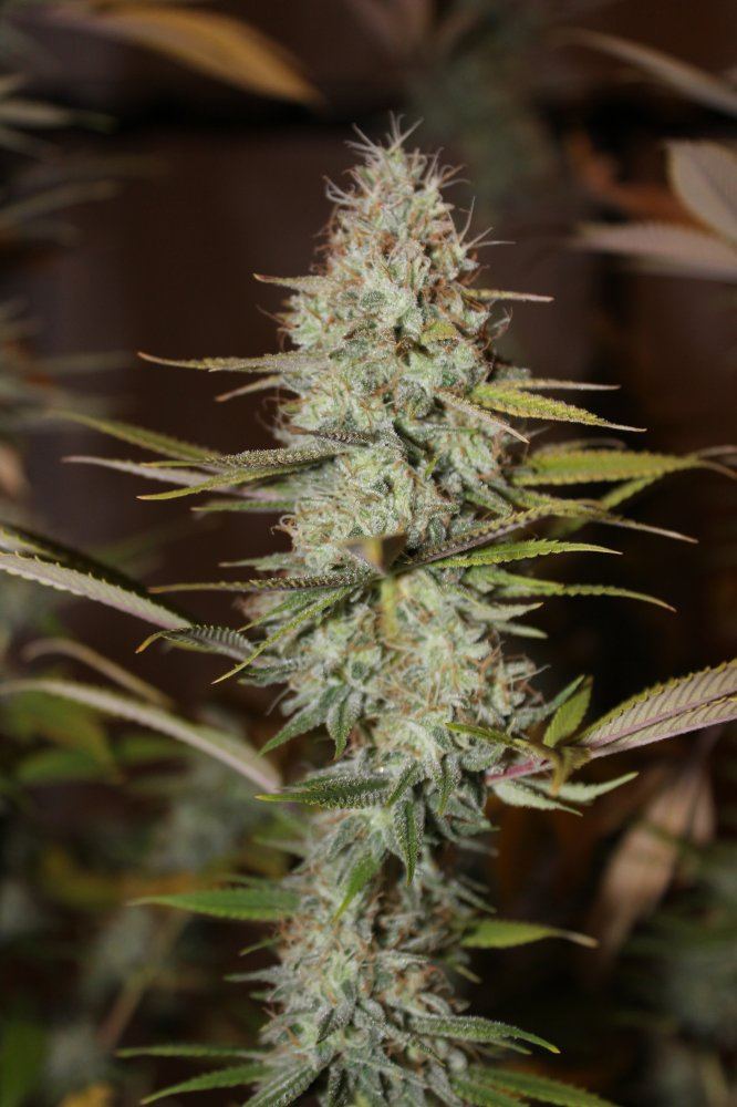 The Fuzz 4 flower