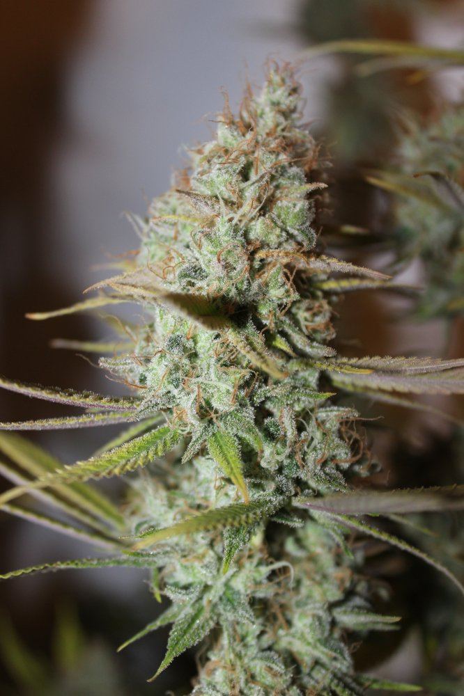 The Fuzz 4 harvest