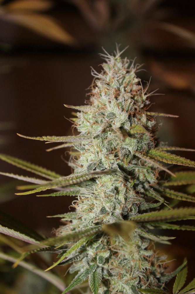 The Fuzz 4 late flower1