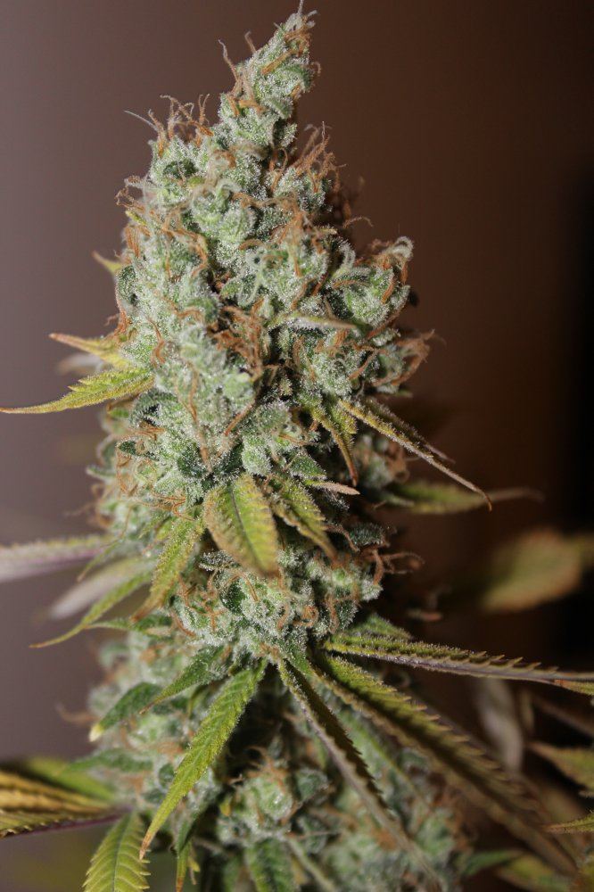 The Fuzz1 harvest closeup1