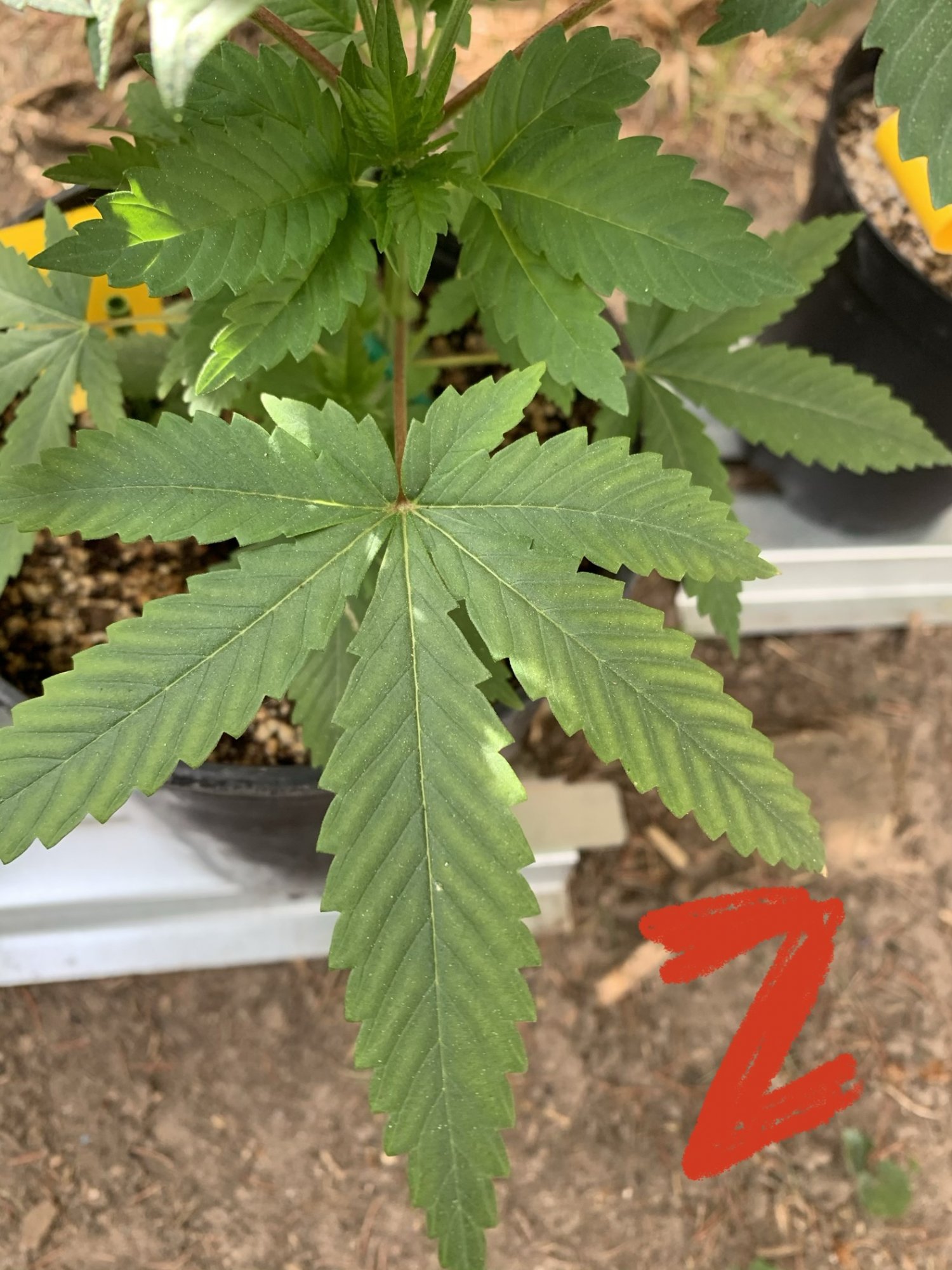 The game guess that deficiency 2
