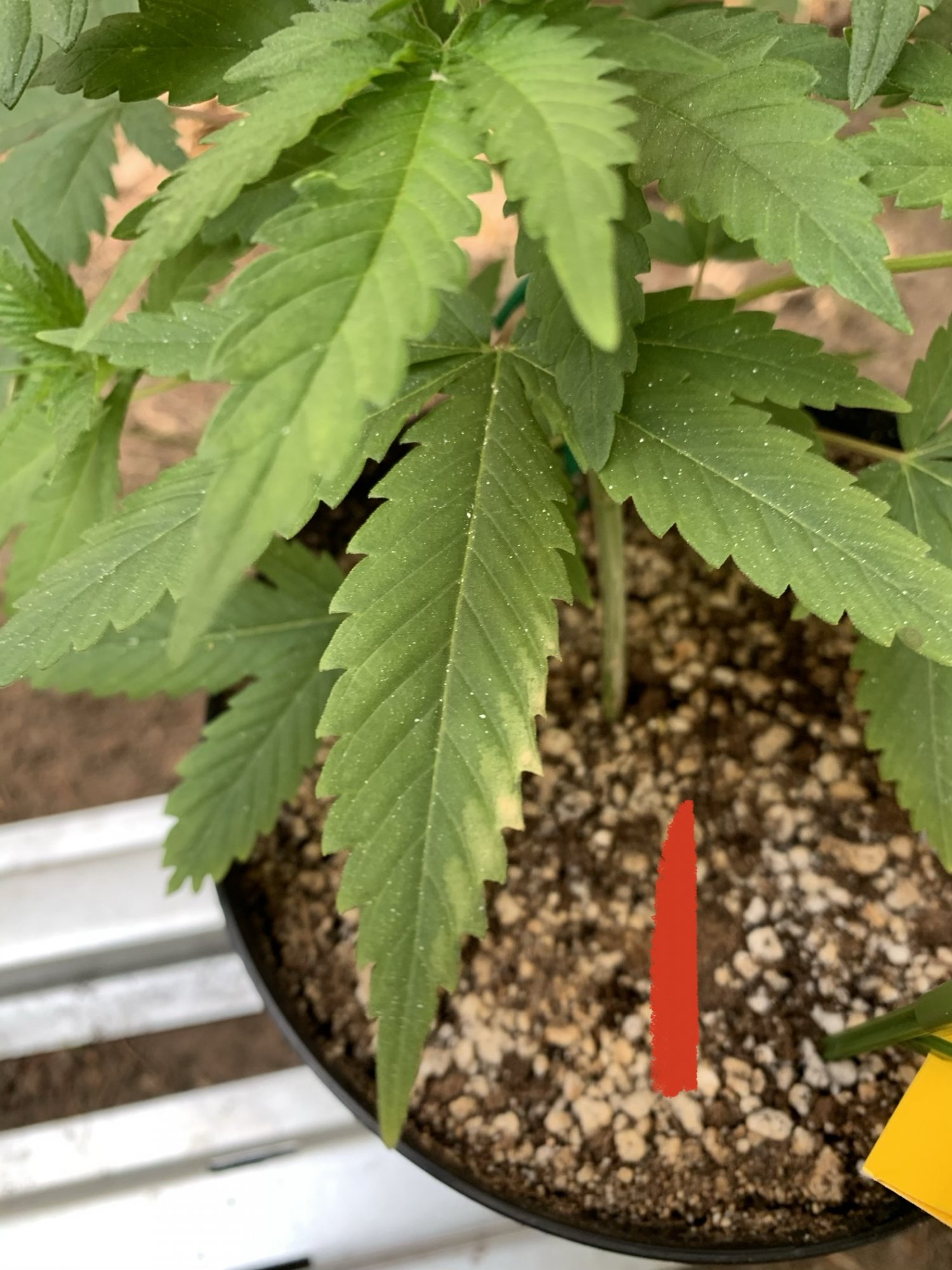The game guess that deficiency