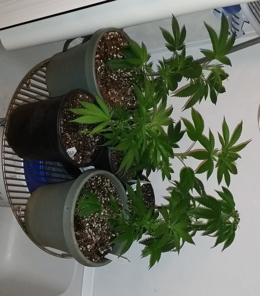 The Gang