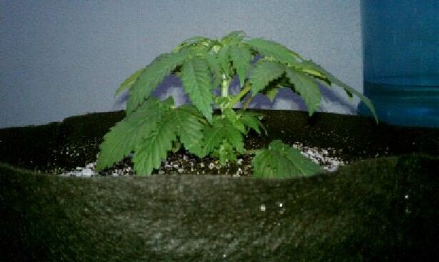 The godfather ladies in all their glory and the green crack seedlingthe begining 2
