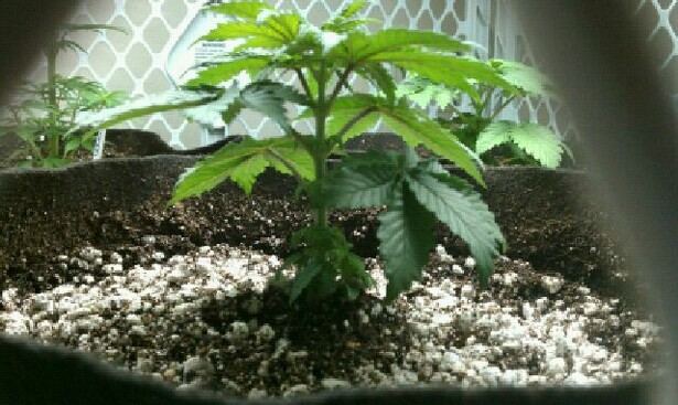 The godfather ladies in all their glory and the green crack seedlingthe begining 4