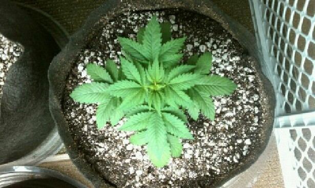 The godfather ladies in all their glory and the green crack seedlingthe begining 5
