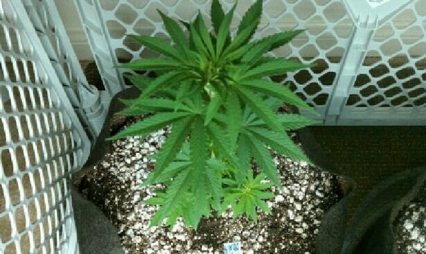 The godfather ladies in all their glory and the green crack seedlingthe begining 6