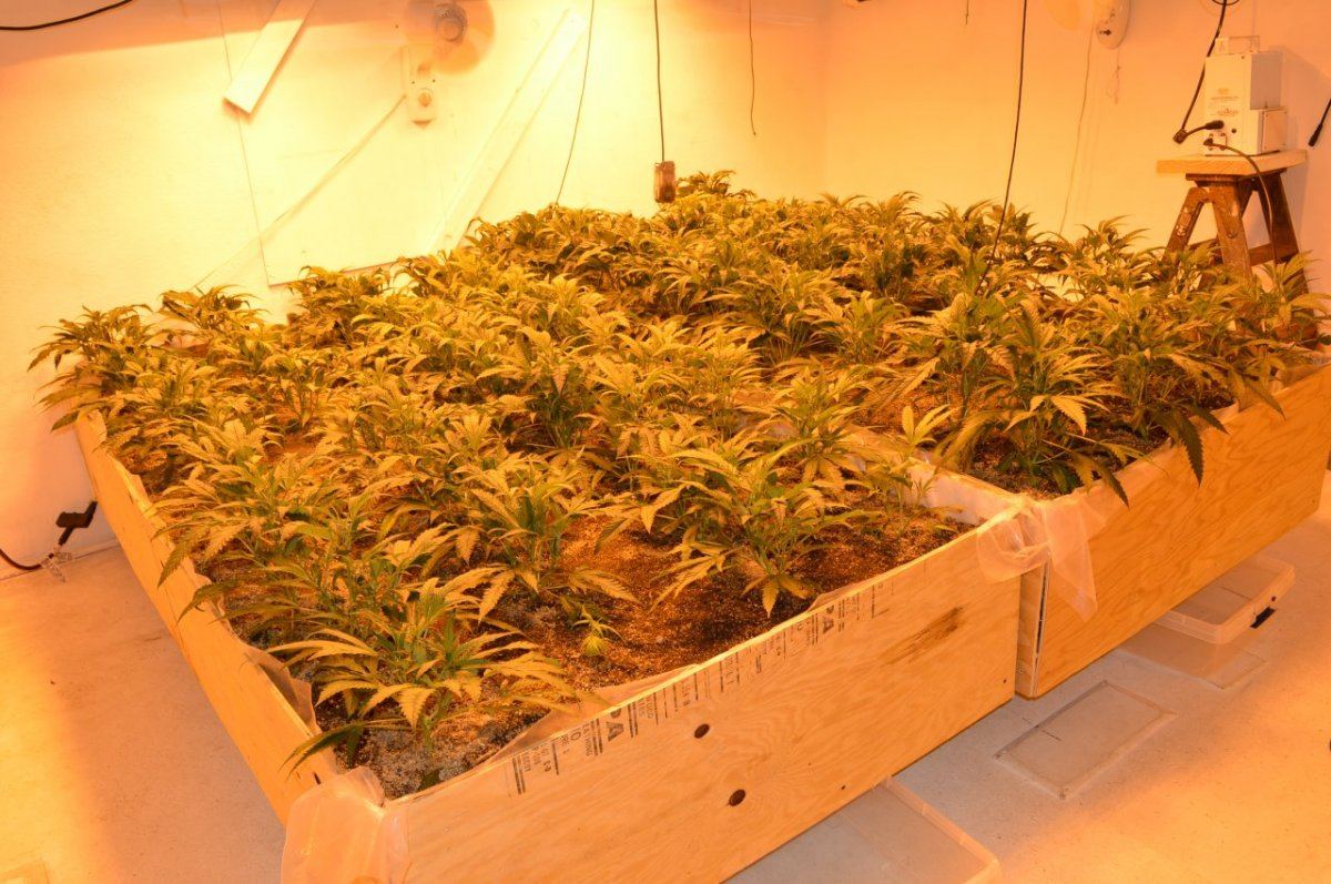 The gr33n room 1 7