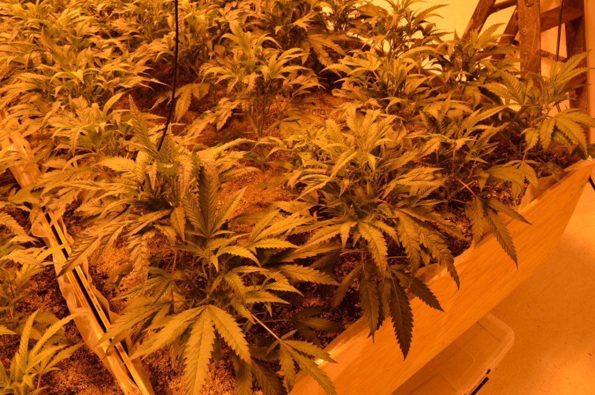 The gr33n room 1 8