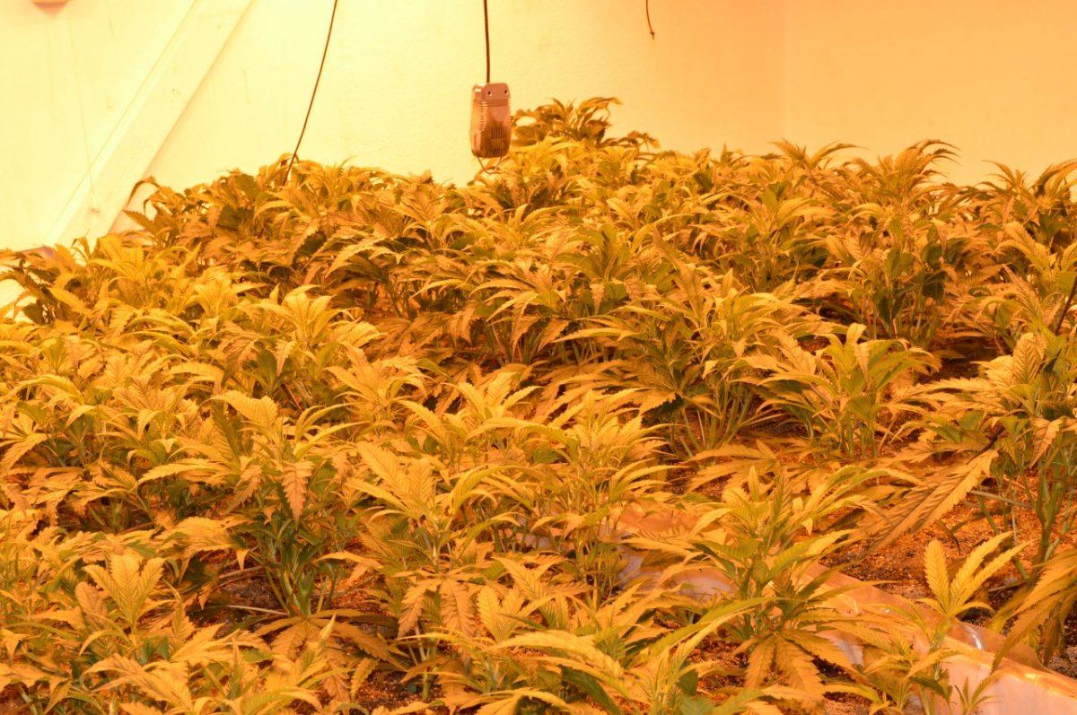 The gr33n room 1 9
