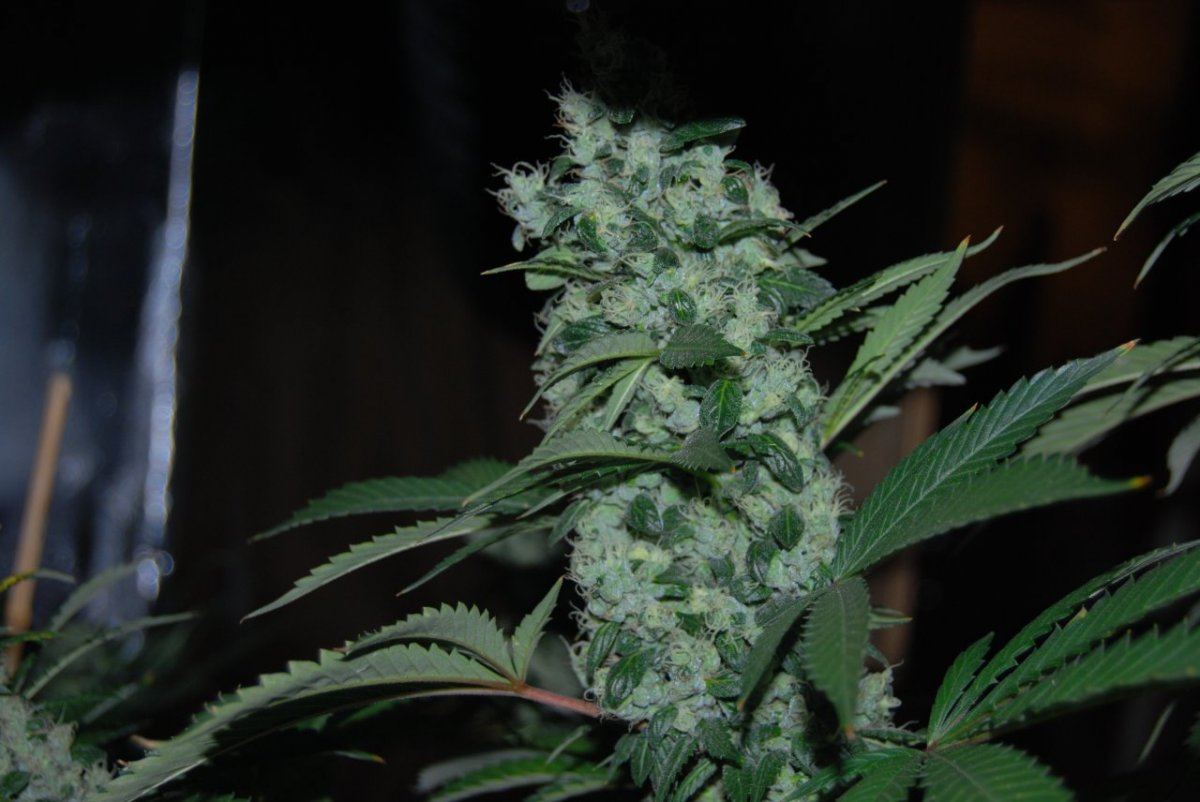 The green room 067