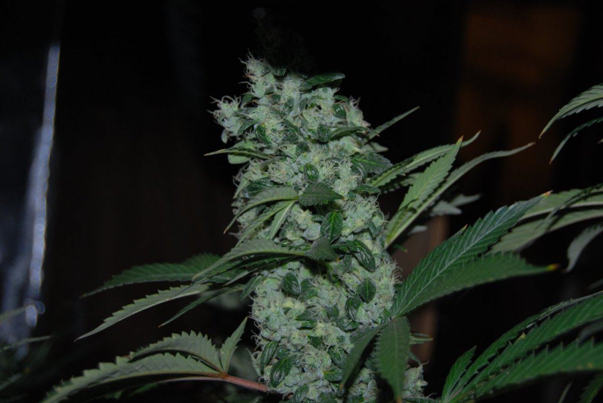 The green room 068