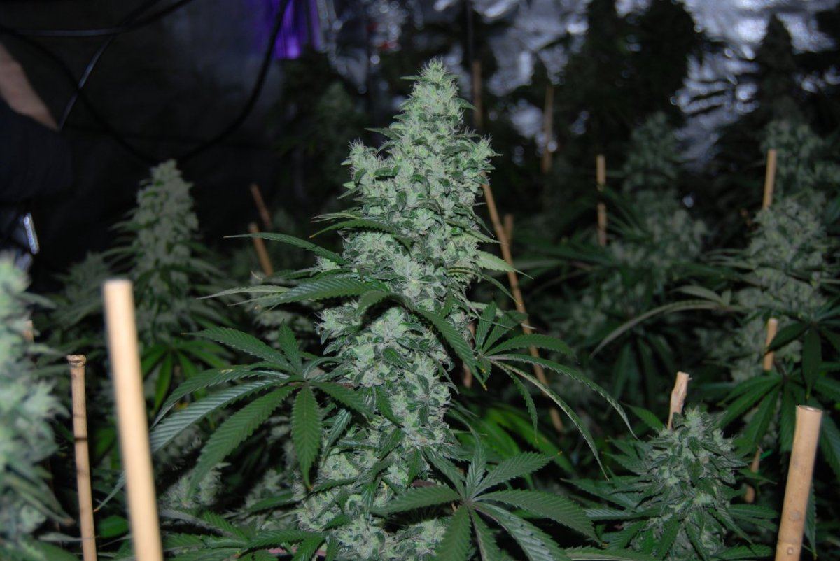 The green room 071