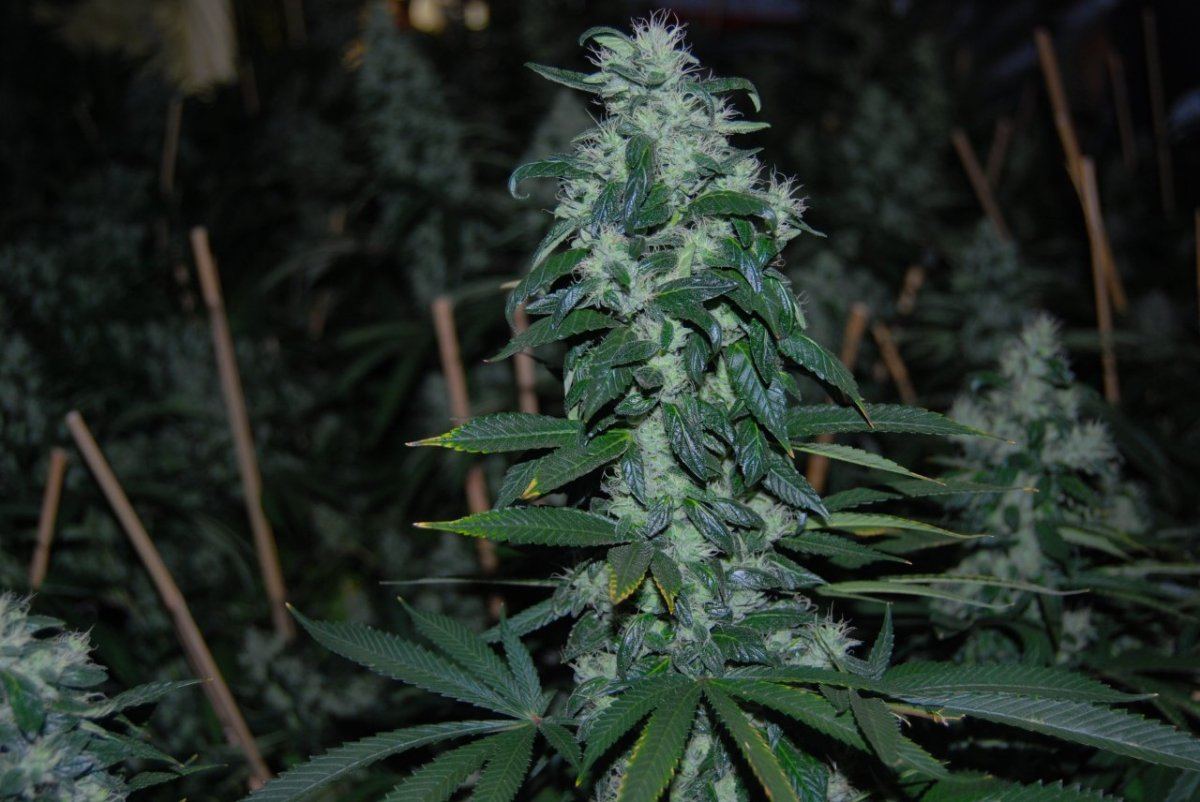 The green room 072