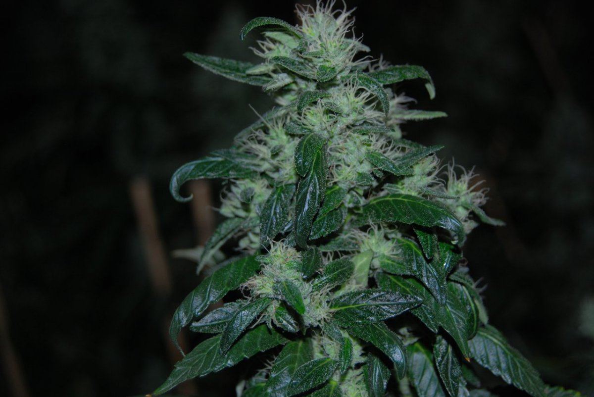 The green room 073