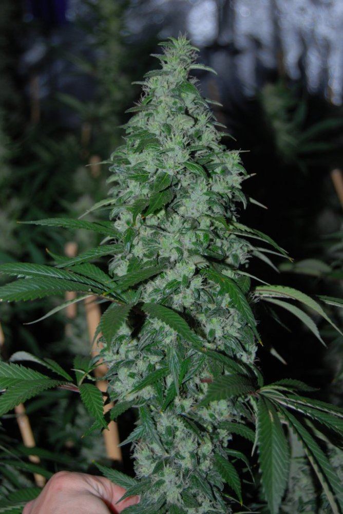 The green room 074