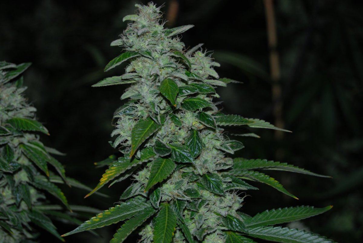The green room 076