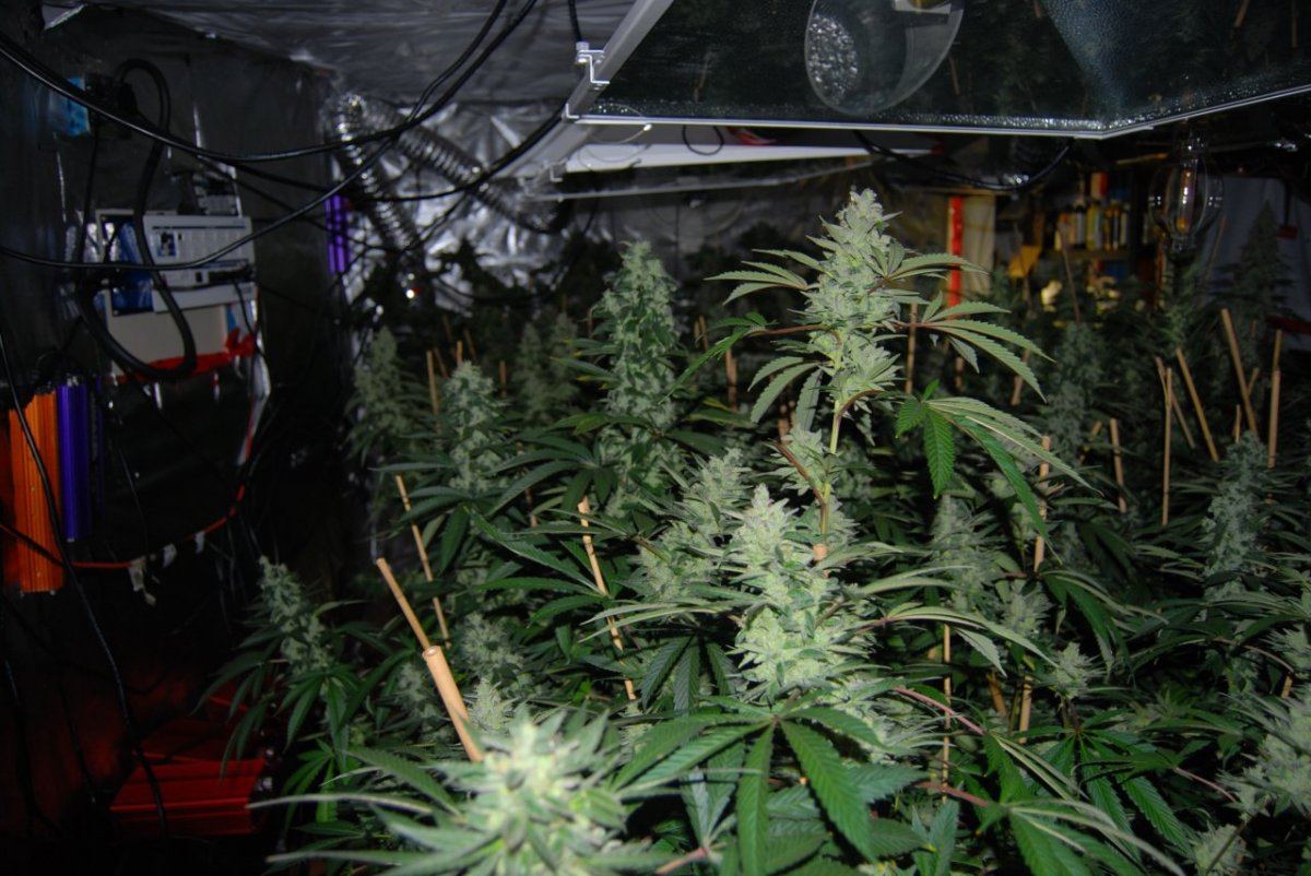 The green room 077