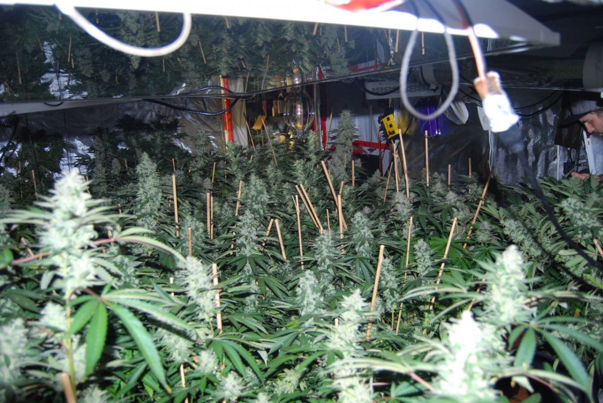 The green room 079