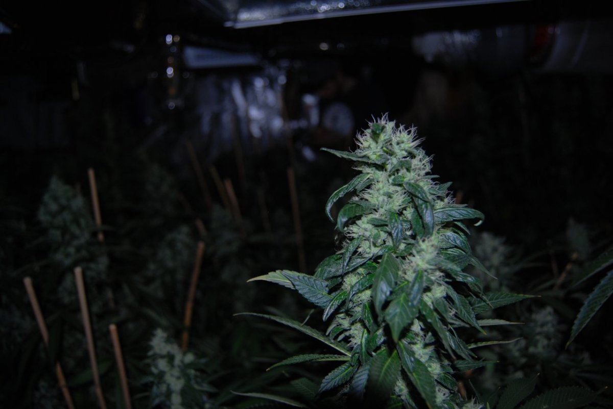 The green room 085