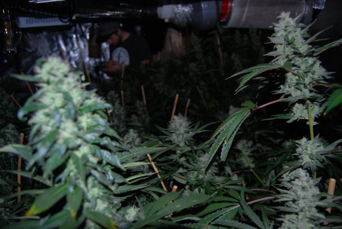 The green room 086