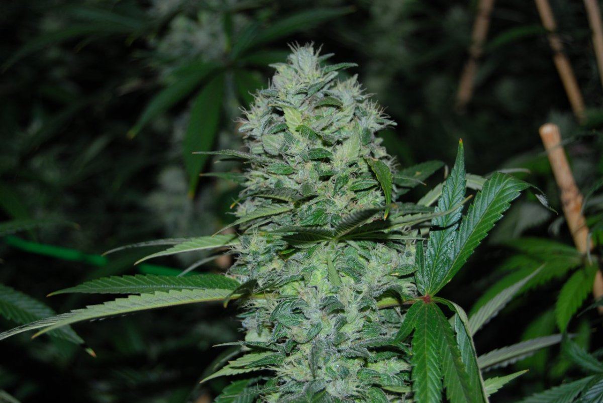 The green room 087