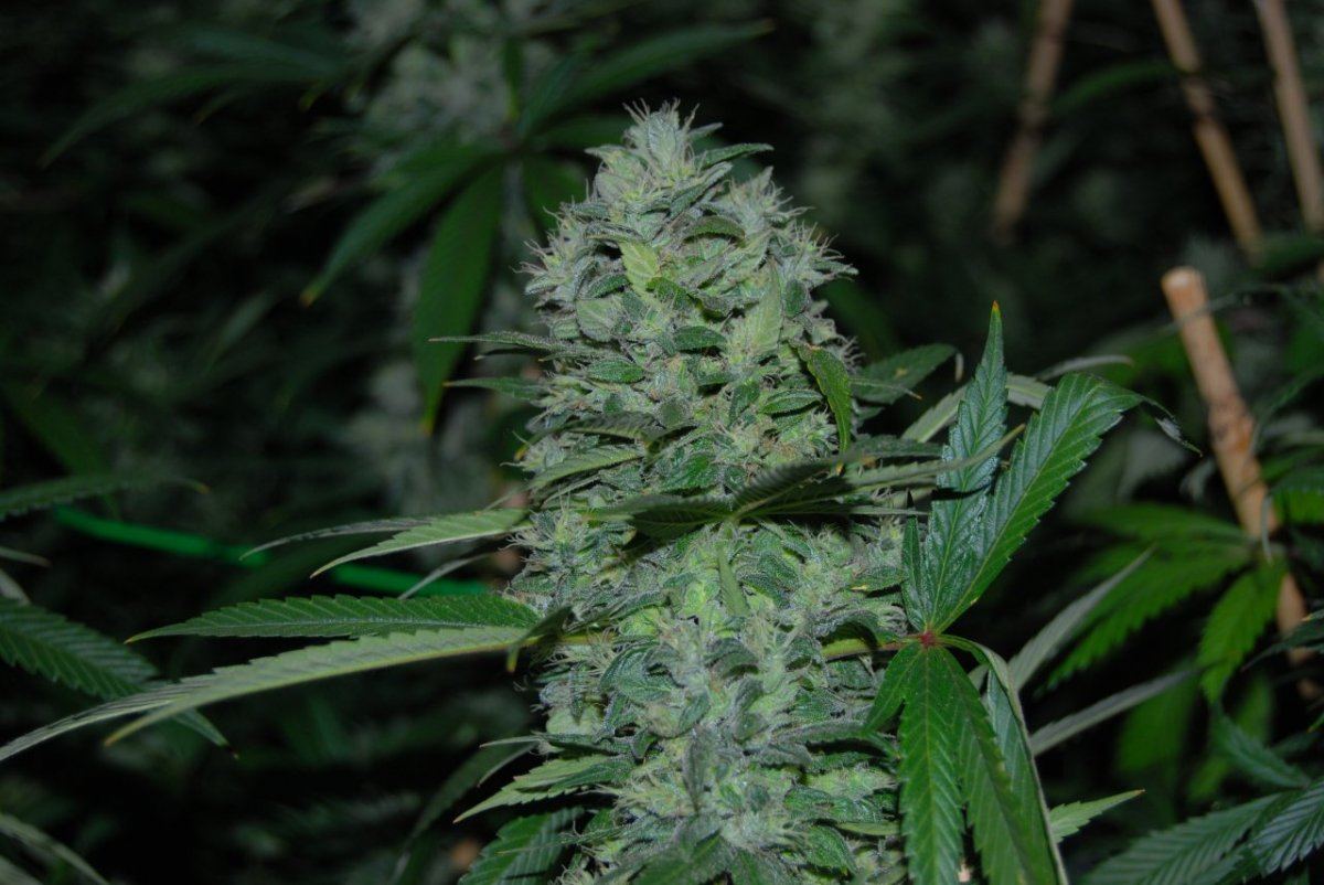 The green room 088