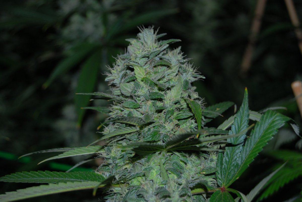 The green room 089