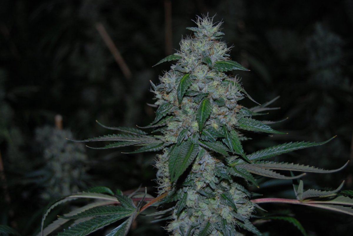 The green room 094