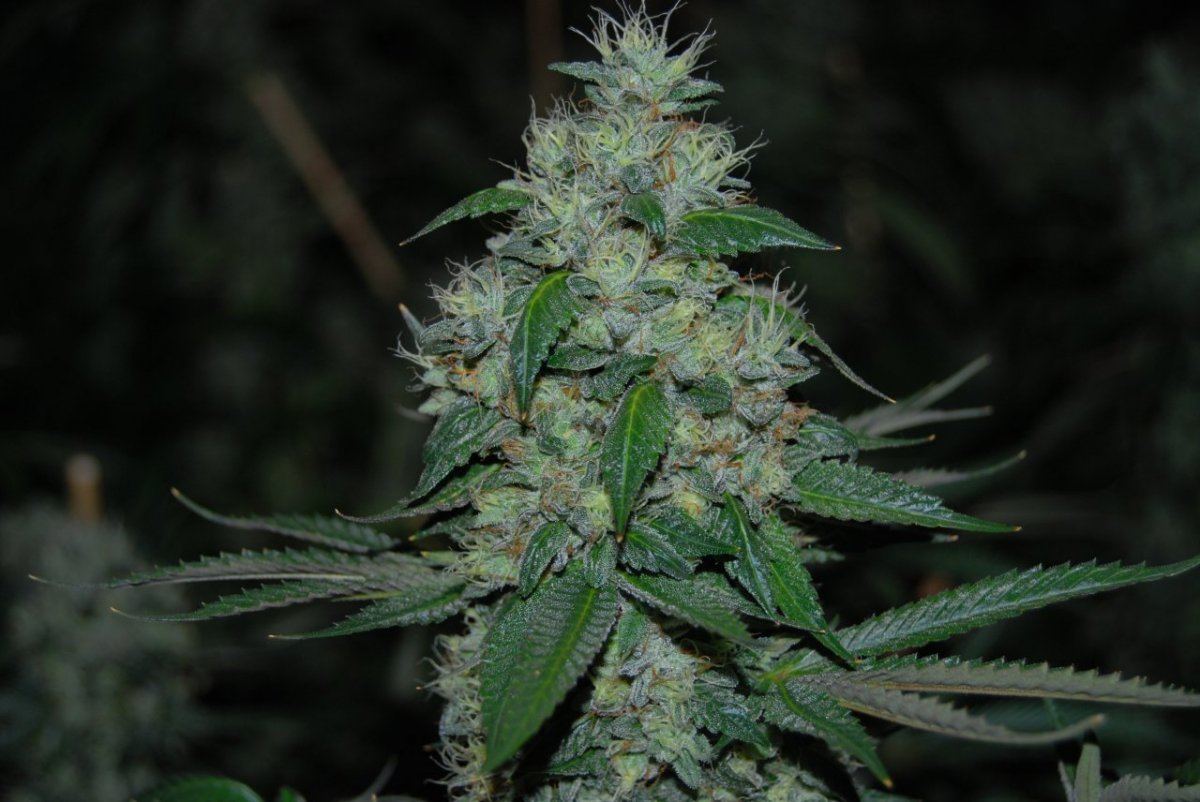 The green room 095