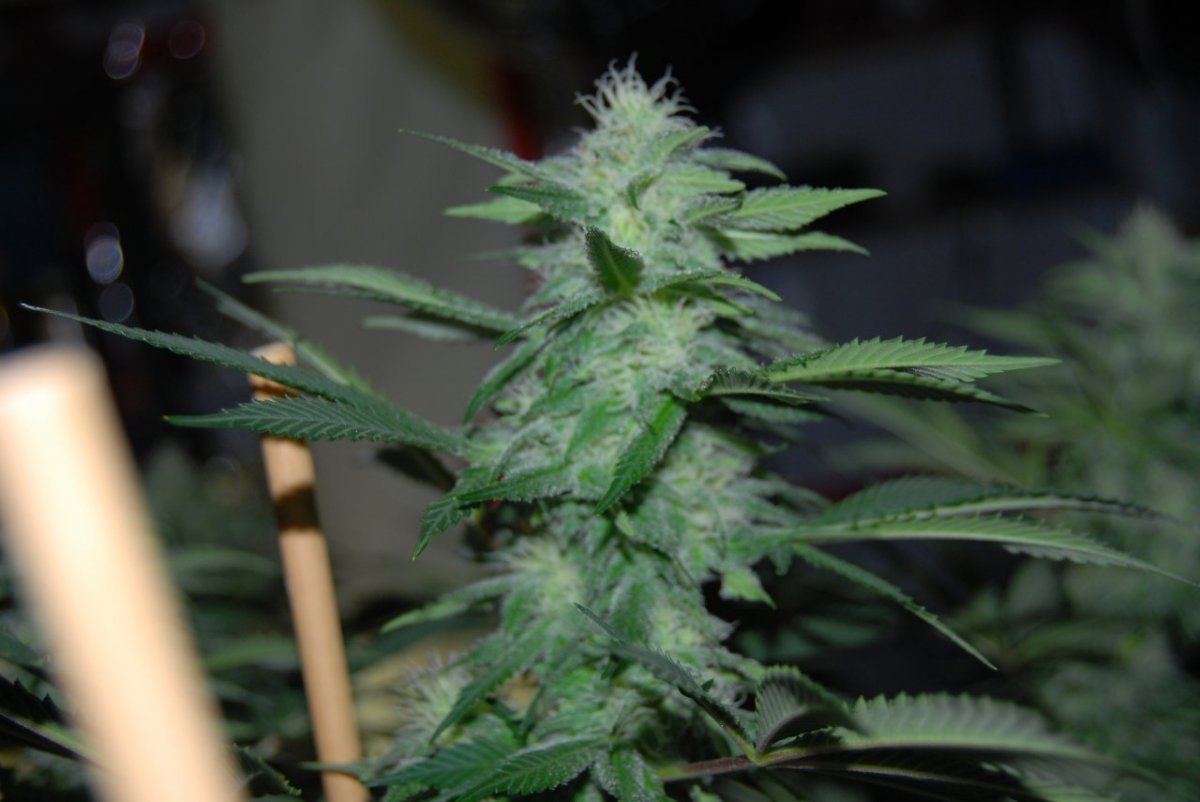 The green room 096