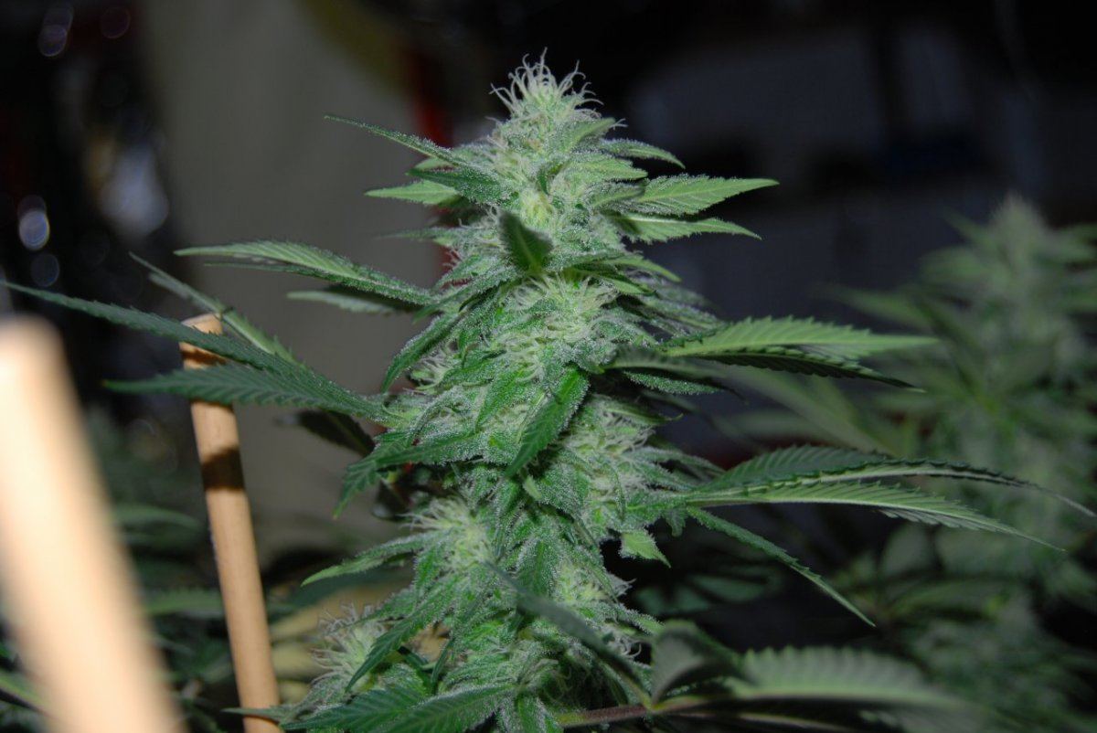 The green room 097